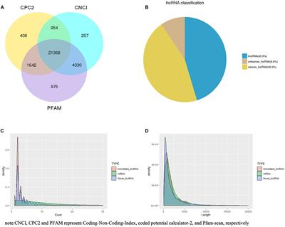 Transcriptional Profiles of Long Non-coding RNA and mRNA in Sheep Mammary Gland During Lactation Period